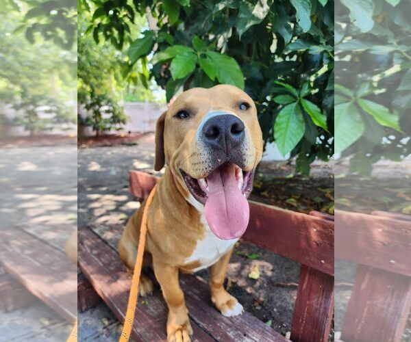 Medium Photo #1 American Staffordshire Terrier-Unknown Mix Puppy For Sale in Miami, FL, USA