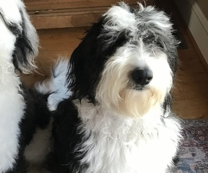 Mother of the Sheepadoodle puppies born on 03/27/2022