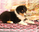 Small Photo #2 Bernese Mountain Dog-Collie Mix Puppy For Sale in SHILOH, OH, USA