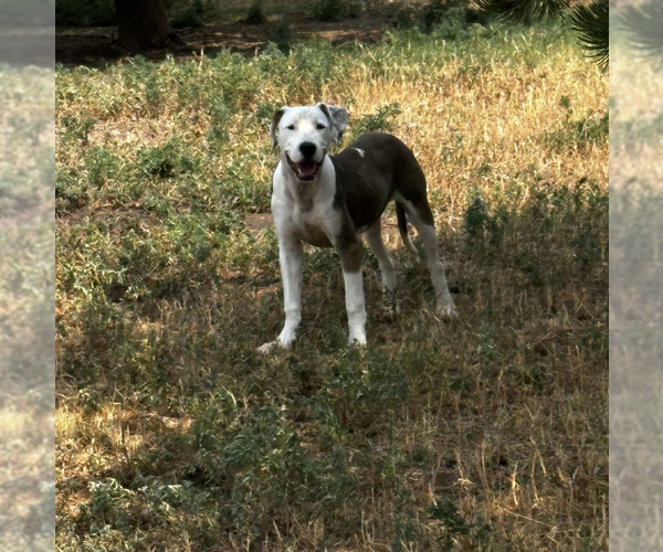 Medium Photo #12 Bullypit Puppy For Sale in Coralville, IA, USA