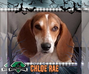 Basschshund Dogs for adoption in San Antonio, TX, USA