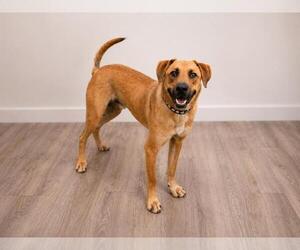 Tucker - Male Black Mouth Cur-Unknown Mix Dog for Adoption - Photo #9