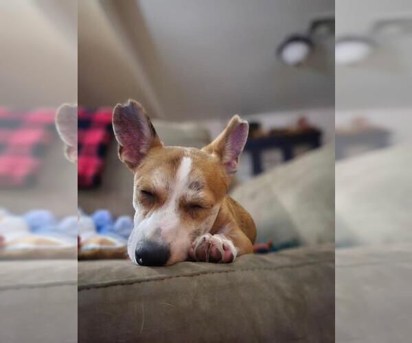 Medium Photo #7 Cardigan Welsh Corgi-Unknown Mix Puppy For Sale in Oak Bluffs, MA, USA