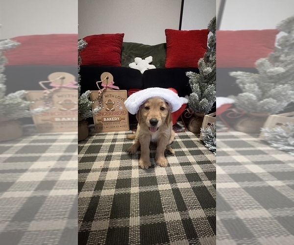 Medium Photo #3 Golden Retriever Puppy For Sale in LAKELAND, FL, USA