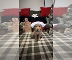 Small Photo #3 Golden Retriever Puppy For Sale in LAKELAND, FL, USA