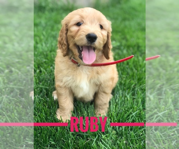 Medium Photo #1 Goldendoodle Puppy For Sale in BOWLING GREEN, KY, USA