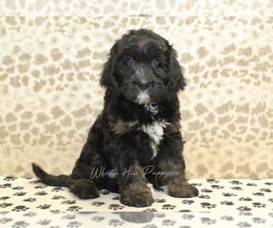 Miniature Bernedoodle Puppy for sale in DENVER, PA, USA