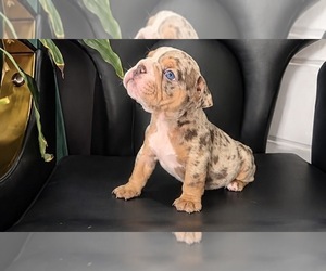 English Bulldog Puppy for sale in PORT RICHEY, FL, USA