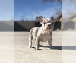 French Bulldog Puppy for Sale in BLOOMINGTON, California USA