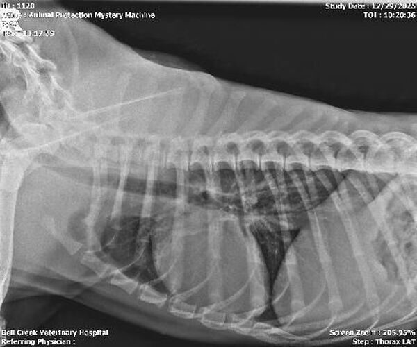 Medium Photo #3 Mutt Puppy For Sale in Glen Allen, VA, USA