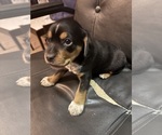 Small #2 Beagle-Chihuahua Mix
