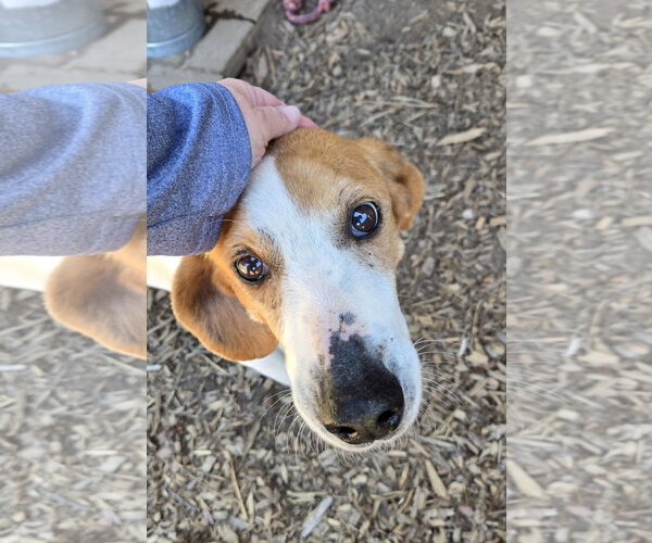 Medium Photo #4 Mutt Puppy For Sale in Rustburg, VA, USA