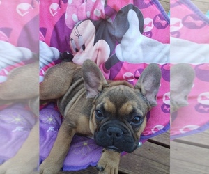 French Bulldog Puppy for sale in HEREFORD, AZ, USA