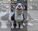 Small Staffordshire Bull Terrier Mix