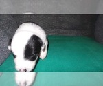 Small Photo #12 Border Collie Puppy For Sale in AIKEN, SC, USA