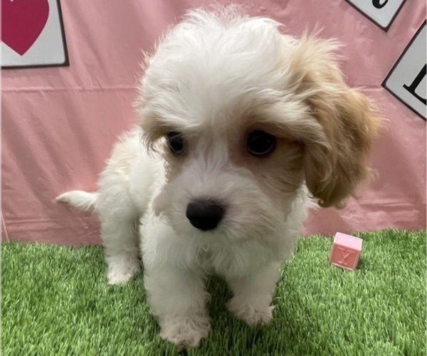 Medium Photo #2 Cavachon Puppy For Sale in STUART, FL, USA