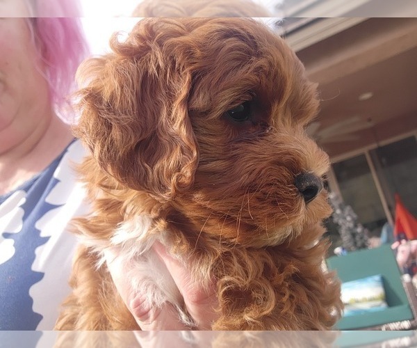 Medium Photo #6 Cavapoo (Miniature)-Goldendoodle Mix Puppy For Sale in SAN TAN VALLEY, AZ, USA