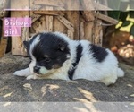 Small Photo #13 Pomeranian Puppy For Sale in COMER, GA, USA