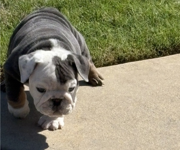 Medium Photo #13 Bulldog Puppy For Sale in MCDONOUGH, GA, USA