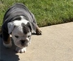 Small #12 Bulldog