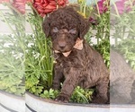 Puppy Charlie Brown Goldendoodle