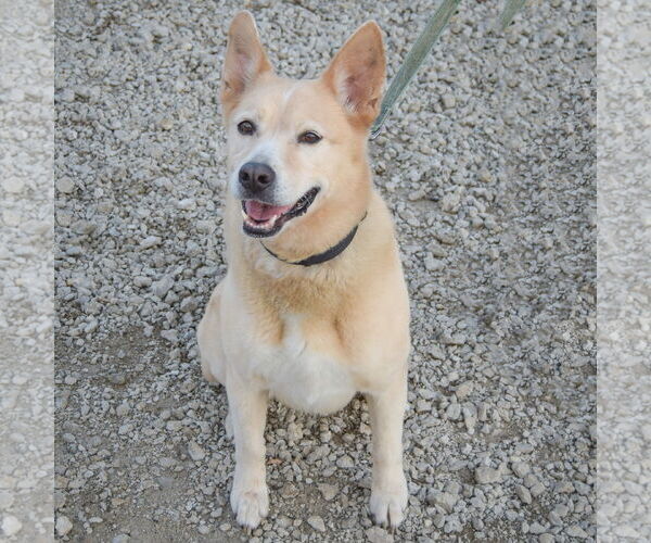 Medium Photo #5 German Shepherd Dog-Unknown Mix Puppy For Sale in Huntley, IL, USA