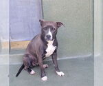Small American Pit Bull Terrier