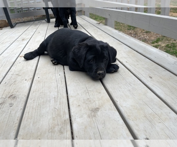 Medium Photo #7 Labrador Retriever Puppy For Sale in FREDERICKSBURG, VA, USA