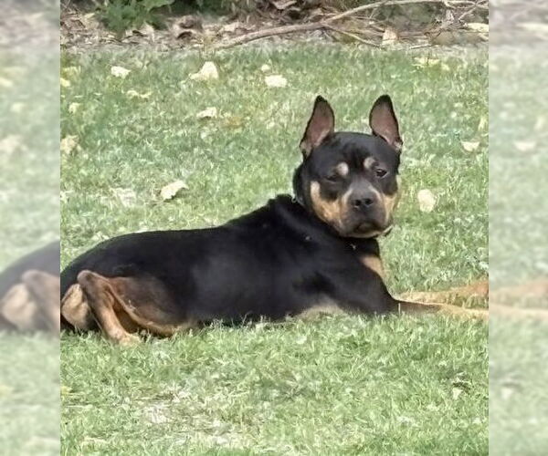 Medium Photo #9 Mutt Puppy For Sale in OKLAHOMA CITY, OK, USA