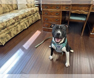 Company - Male American Pit Bull Terrier-American Staffordshire Terrier Mix Dog for Adoption - Photo #11