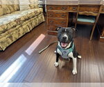 Small #10 American Pit Bull Terrier-American Staffordshire Terrier Mix
