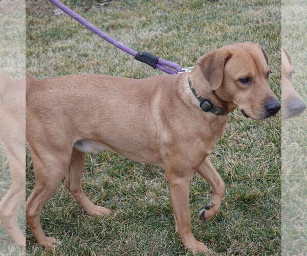 Medium Photo #5 Labrador Retriever-Rhodesian Ridgeback Mix Puppy For Sale in Huntley, IL, USA