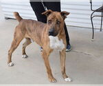 Small #2 Plott Hound Mix