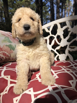 Medium Photo #12 Labradoodle Puppy For Sale in KATY, TX, USA