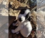 Puppy 2 American Pit Bull Terrier-Great Pyrenees Mix