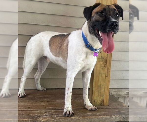 Medium Photo #5 Pointer-Unknown Mix Puppy For Sale in Newfoundland, PA, USA