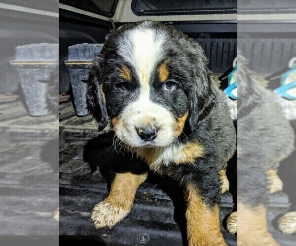 Medium Photo #12 Bernese Mountain Dog Puppy For Sale in BONNERS FERRY, ID, USA
