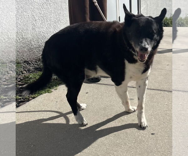 Medium Photo #2 Border Collie-Unknown Mix Puppy For Sale in Sanford, FL, USA