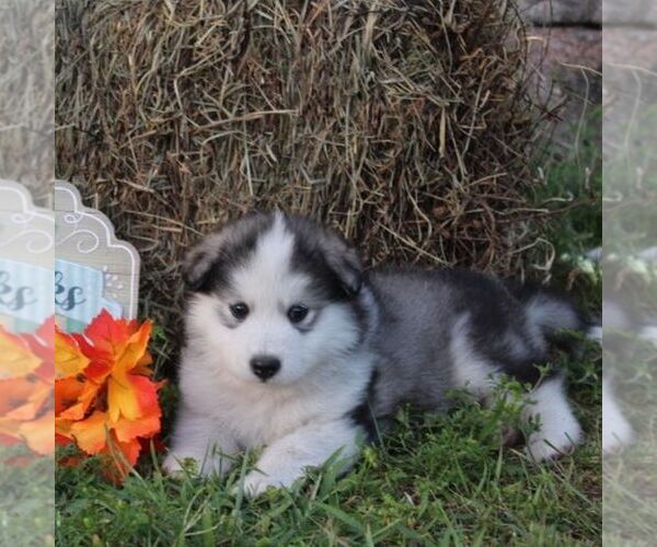 Medium Photo #3 Alaskan Malamute Puppy For Sale in CROGHAN, NY, USA