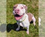 Small #2 American Staffordshire Terrier Mix