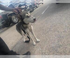 Huskies -Unknown Mix Dogs for adoption in Houston, TX, USA