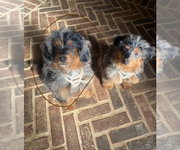 Medium Photo #4 Aussiedoodle Miniature  Puppy For Sale in ACWORTH, GA, USA