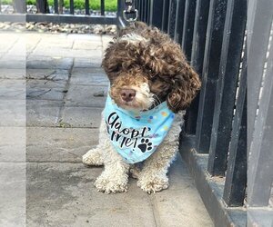 Poodle (Miniature) Dogs for adoption in St. Louis Park, MN, USA