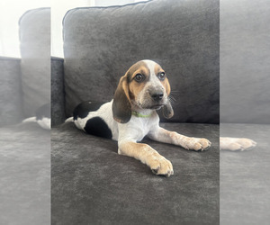 Beagle Puppy for Sale in ORLANDO, Florida USA