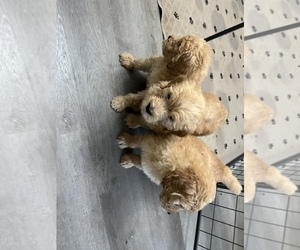 Goldendoodle Puppy for sale in ELK GROVE, CA, USA