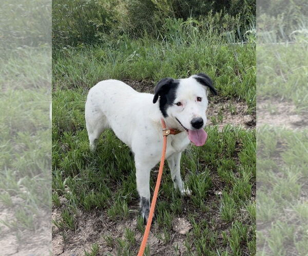 Medium Photo #1 Mutt Puppy For Sale in Las Vegas, NM, USA