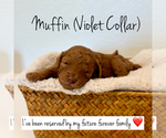 Puppy Muffin Poodle (Toy)