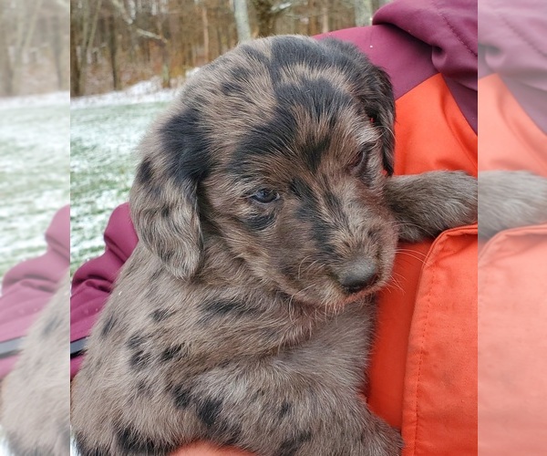 Medium Photo #1 Cattle Doodle Puppy For Sale in ATHENS TOWNSHIP, PA, USA