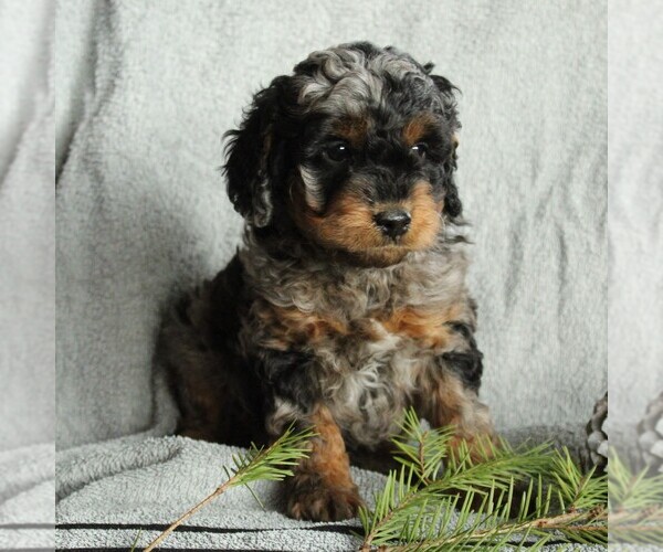 Medium Photo #3 Cockapoo-Poodle (Miniature) Mix Puppy For Sale in GAP, PA, USA