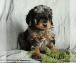 Small Photo #3 Cockapoo-Poodle (Miniature) Mix Puppy For Sale in GAP, PA, USA